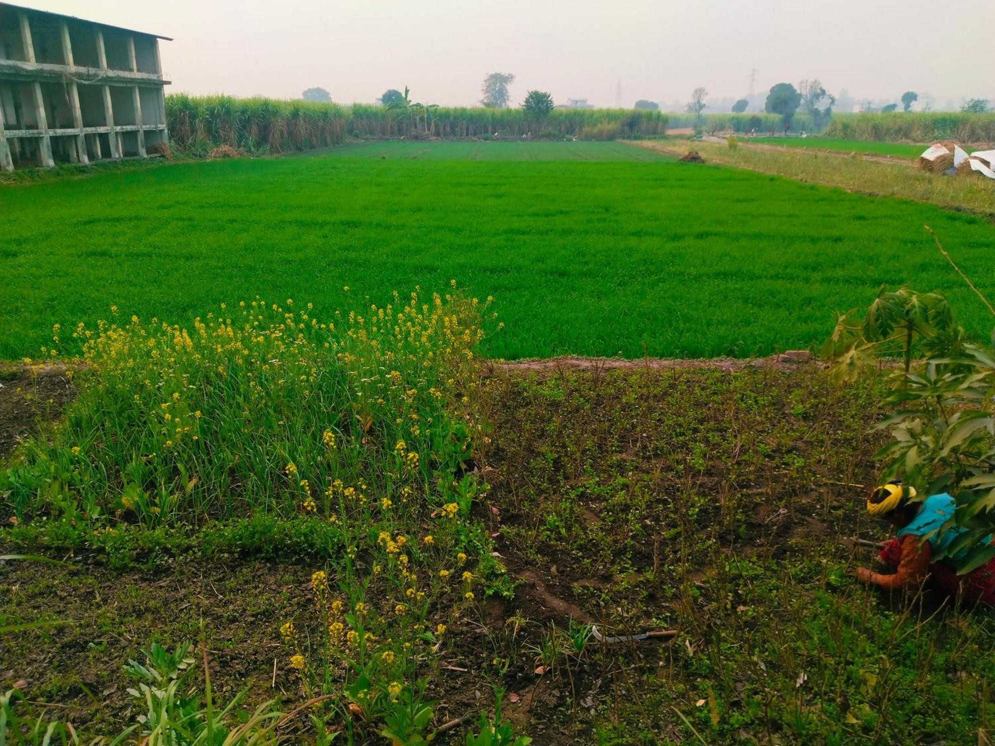 Airport Luxury Nature Homestay- Near Jolly Grant Airport Dehradun Doiwāla エクステリア 写真